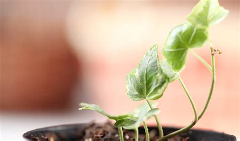 plan  herb garden  total herb