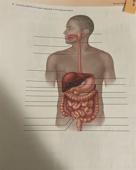 Correctly Identify All Organs Depicted In The Diagram Below