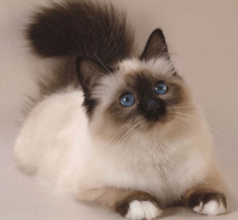Cat of Siam Gatos Ragdoll, Gato Sphynx, Gatos Cats, Kot Ragdoll ...