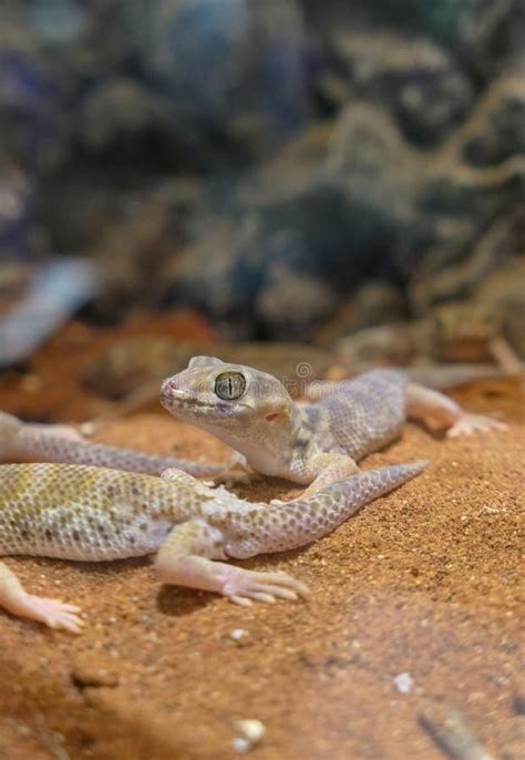 Teratoscincus Scincus Lizard with Big Eyes that is Warm Stock Image ...