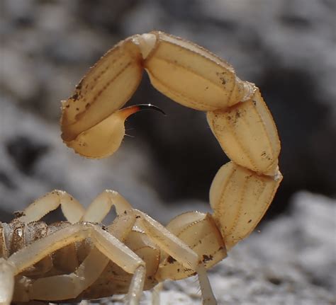 Can scorpions live without eating crickets? : r/Scorpions