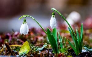 Подснежники обои для рабочего стола, картинки и фото - RabStol.net