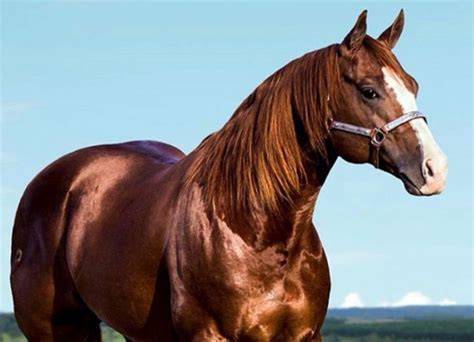 Qual O Cavalo Mais Caro Do Mundo - Qual é o cavalo mais caro do mundo? Veja a resposta aqui – Fazenda da ...