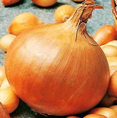 ONION Sturon. A traditional favourite.