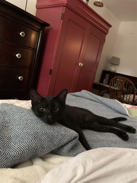 10 Month old kitten getting a fat roll.. take him off kitten food and