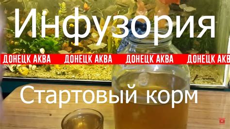 это реально работает как развести Инфузорию. инфузория стартовый корм ...