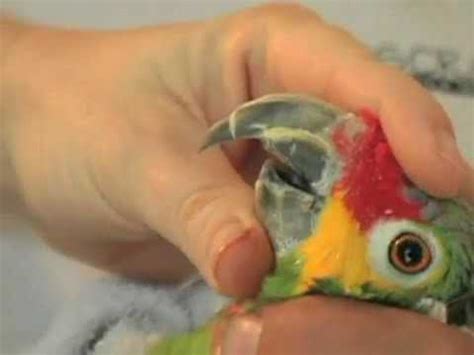 How to Trim Parrot's Beak - YouTube