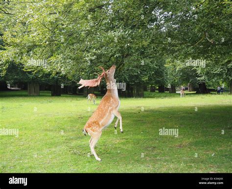 Deer standing on hind legs Stock Photo - Alamy