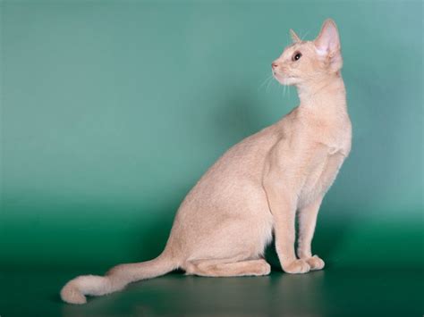 7 Abyssinian Cat Colors: An Overview (With Pictures) - Catster