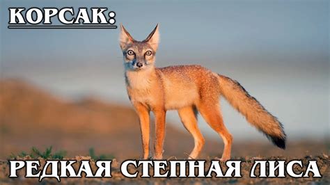 КОРСАК: Азиатская степная лиса | Интересные факты про лисиц - YouTube