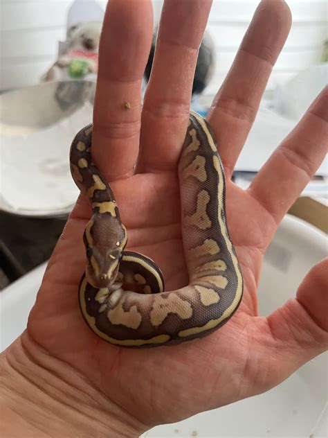Ball python what morph is this? - Ball Pythons - MorphMarket Reptile