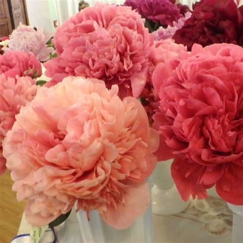 Пион Glowing Raspberry Rose | Пулков Сад