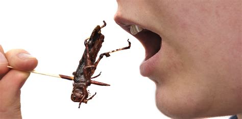 Review: Bugs on the Menu at the Environmental Film Festival