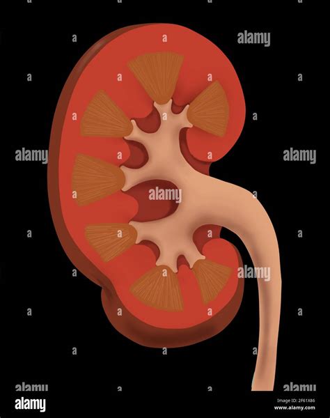 Normal Human Kidney Stock Photo - Alamy