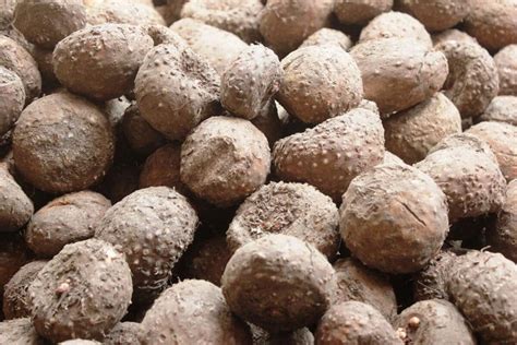 foto  perbedaan porang  suweg dilihat  ciri fisiknya