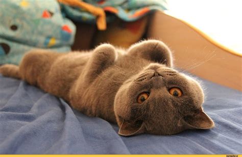 Коты лежат на спине - картинки и фото koshka.top
