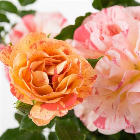 Alfred Sisley® | Roses' Name