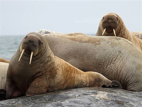 walrus whisker water animal head stock  pictures royalty