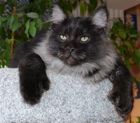 Top 64 Unique Cat Names for Polydactyl Cats - PetPress