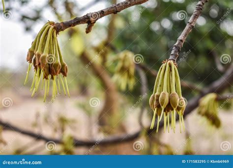Madhuca Longifolia Flower Bud in the Tree Branches Wild Natural Foods ...