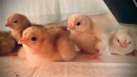 Вылупление цыплят в инкубаторе 🐣 Блиц 48ц - YouTube