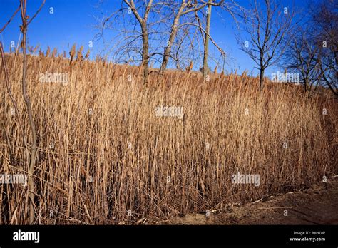 Marsh Stock Photo - Alamy