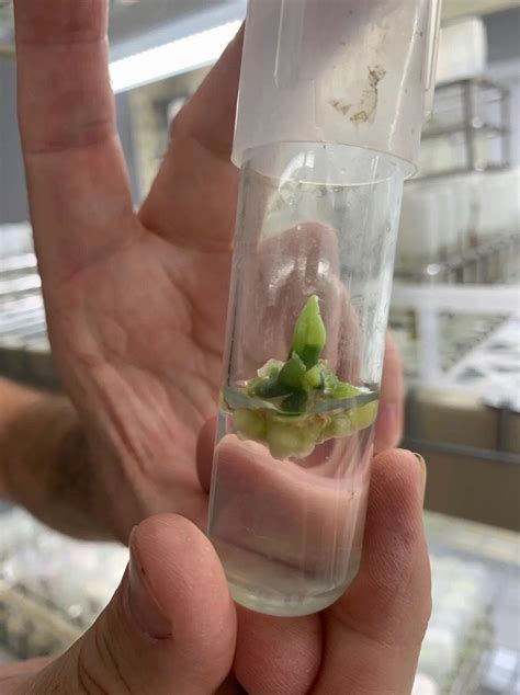 Growing a New Industry