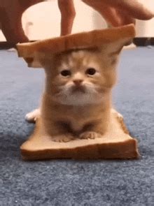 Bread Cat GIFs | Tenor