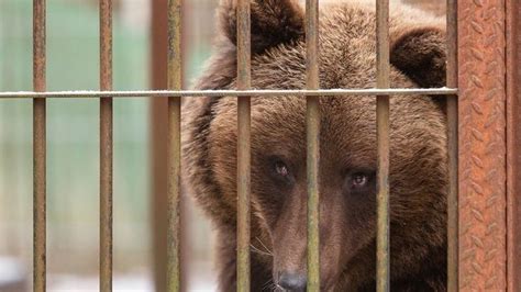 Петиция · С . Неверову, руководителю фракции ЕР в ГД РФ, членам ...