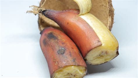 banane rouge tout savoir sur cette variete meconnue