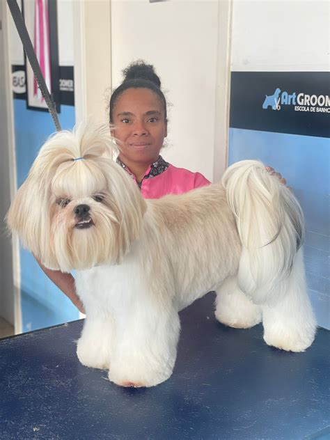 Curso De Tosa De Cachorro