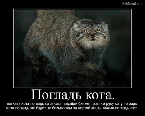 Погладь кота