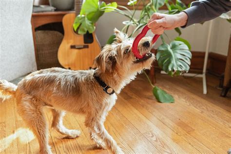 why is dog aggressive without vet 4
