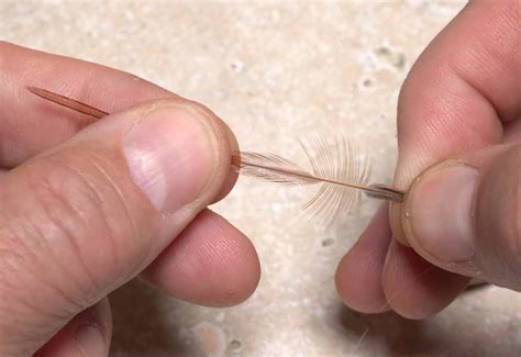 video understanding hackle feathers orvis news
