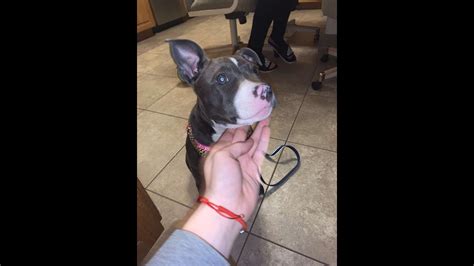 pitbull puppy growing fast youtube