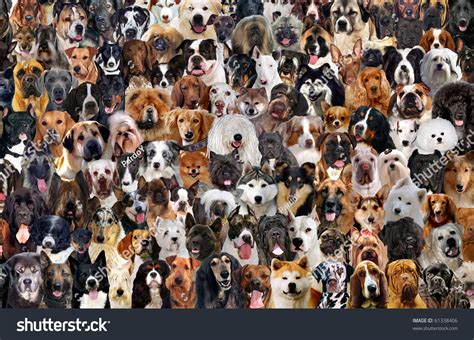 A Montage Of 120 Different Dog Breeds, Looking Straightforward. Stock ...