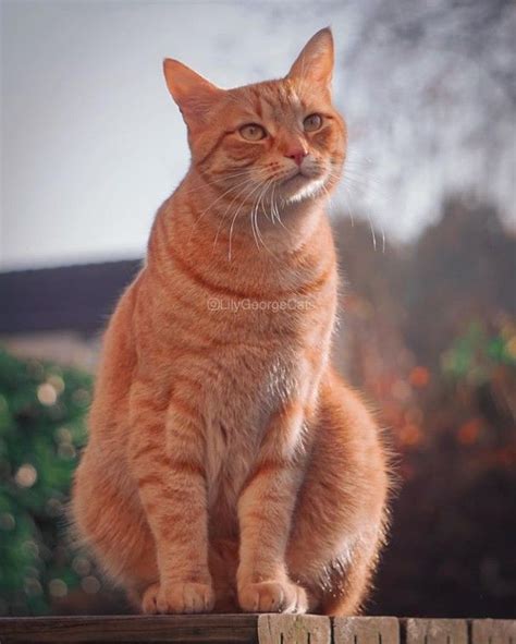 Pin by J Jones on Black, Orange, and Tuxedo | Cats, Cute cats, Animal ...