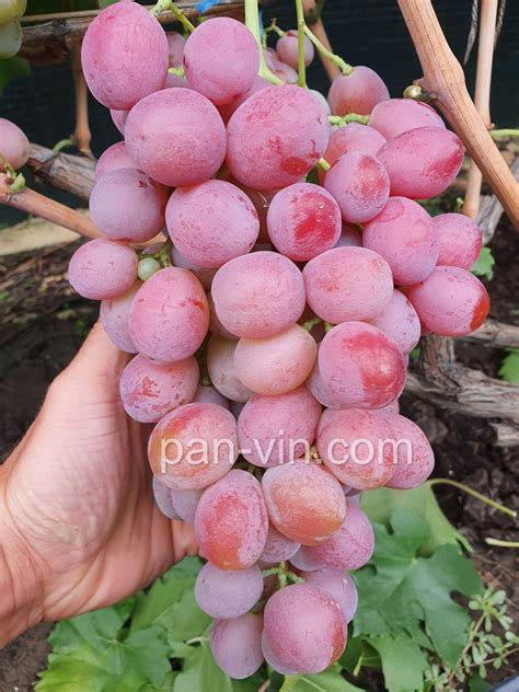 Дюжина — pan-vin.com
