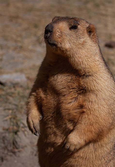 Himalayan Marmots: Sharp Sentinels of Ladakh