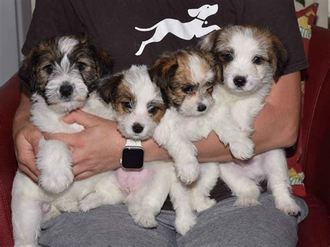 Russell Terrier Puppies For Sale