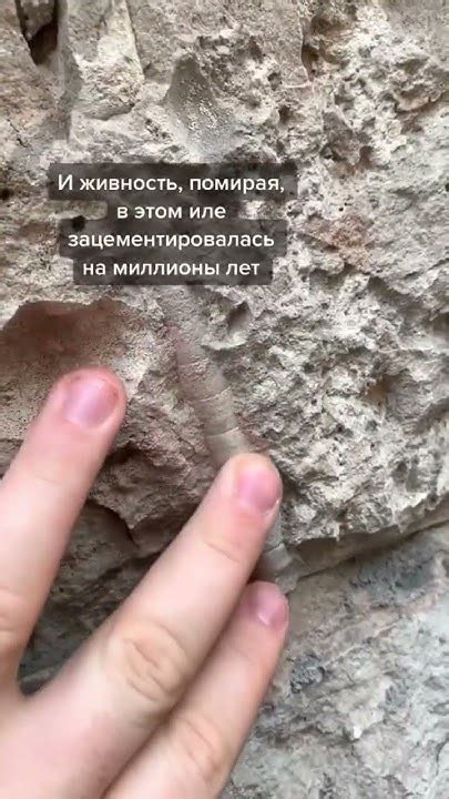 Окаменелые животные в стенах Петербурга - YouTube
