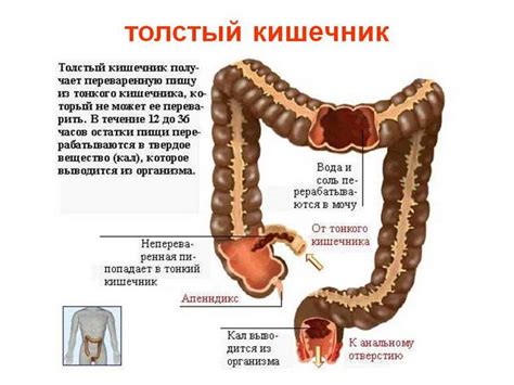 Строение кишечника человека, его схема и функция