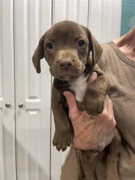 mckamey animal shelter 1