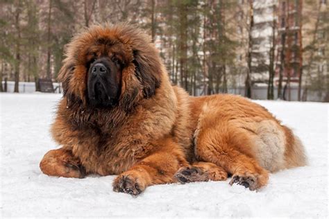 Tibetaanse Mastiff - LHIC