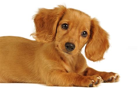Small Dogs with Big Personalities: Meet the Tiniest Pets Who Pack a
