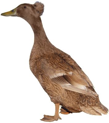 crested ducks
