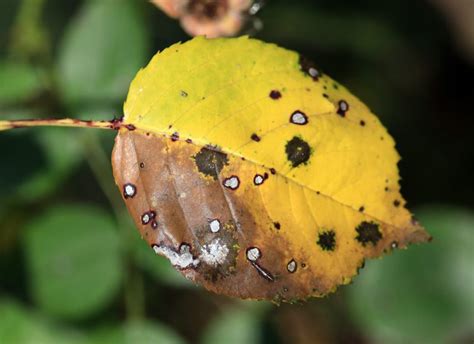 treat leaf spot   spreads    plants