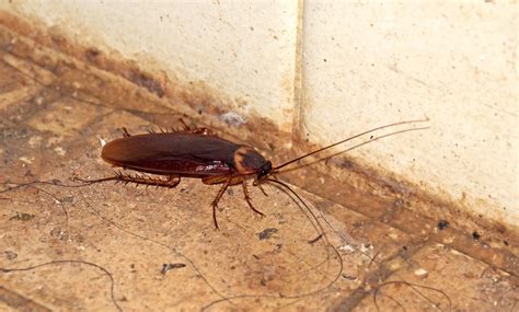House Is Infested With Cockroaches at Jimmy Lewis blog
