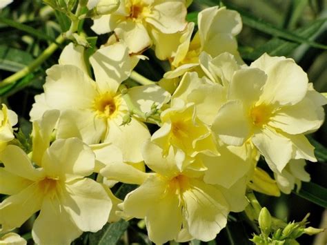 СЕМЕНА: Nerium-Oleander-yellow Олеандр желтый Еллоу.