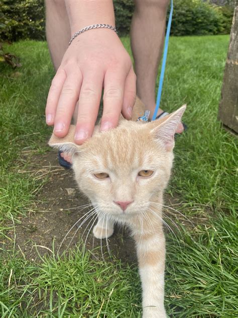 Asthmatic Cat : r/catcare